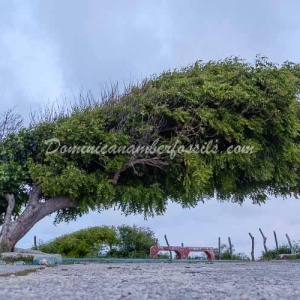 Snapshot Of Life In The Dominican Republic 37