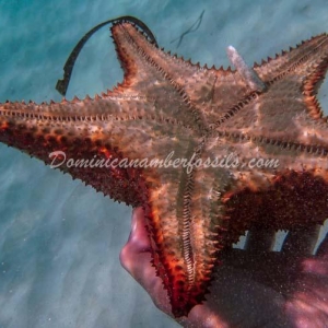 Snapshot Of Life In The Dominican Republic 39