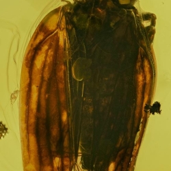 V1875 Homoptera Issidae 3
