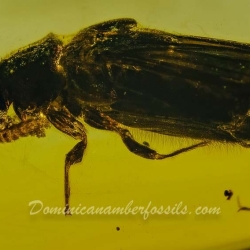 V1891 Coleoptera Lymexylidae 6