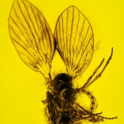 V2007 Hemiptera Psyllidae