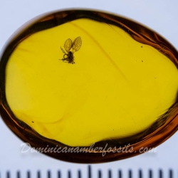 V2007 Hemiptera Psyllidae 11