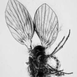 V2007 Hemiptera Psyllidae 2