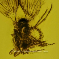 V2007 Hemiptera Psyllidae 3