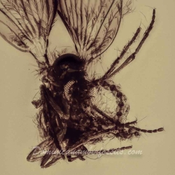 V2007 Hemiptera Psyllidae 4