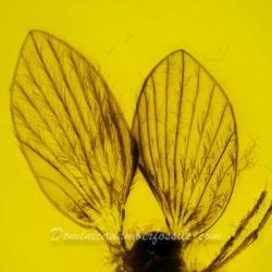 V2007 Hemiptera Psyllidae 5