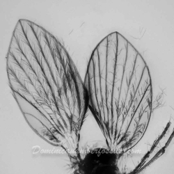 V2007 Hemiptera Psyllidae 6