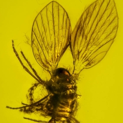 V2007 Hemiptera Psyllidae 7
