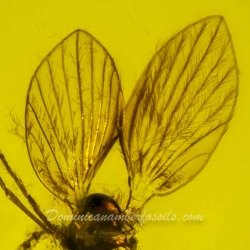 V2007 Hemiptera Psyllidae 8