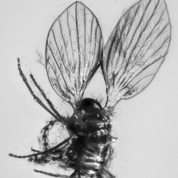 V2007 Hemiptera Psyllidae 9