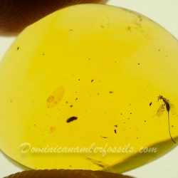 V2058 Hymenoptera Chalcidoidea Torymidae   Torymid Wasp 9