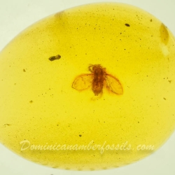 V2072 Diptera Nematocera Psychodidae Psychodinae   Moth Fly 11