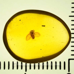 V2072 Diptera Nematocera Psychodidae Psychodinae   Moth Fly 12