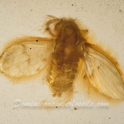 V2072 Diptera Nematocera Psychodidae Psychodinae   Moth Fly 2