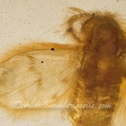 V2072 Diptera Nematocera Psychodidae Psychodinae   Moth Fly 3