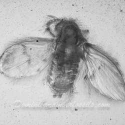 V2072 Diptera Nematocera Psychodidae Psychodinae   Moth Fly 4