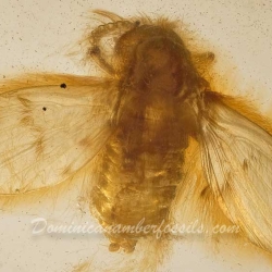 V2072 Diptera Nematocera Psychodidae Psychodinae   Moth Fly 5
