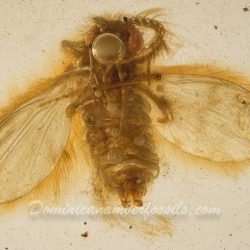 V2072 Diptera Nematocera Psychodidae Psychodinae   Moth Fly 6