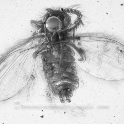 V2072 Diptera Nematocera Psychodidae Psychodinae   Moth Fly 7