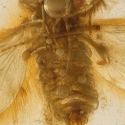 V2072 Diptera Nematocera Psychodidae Psychodinae   Moth Fly 8