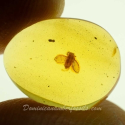 V2072 Diptera Nematocera Psychodidae Psychodinae   Moth Fly 9
